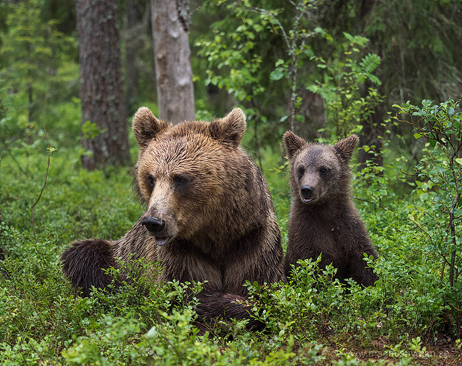 Bear cub